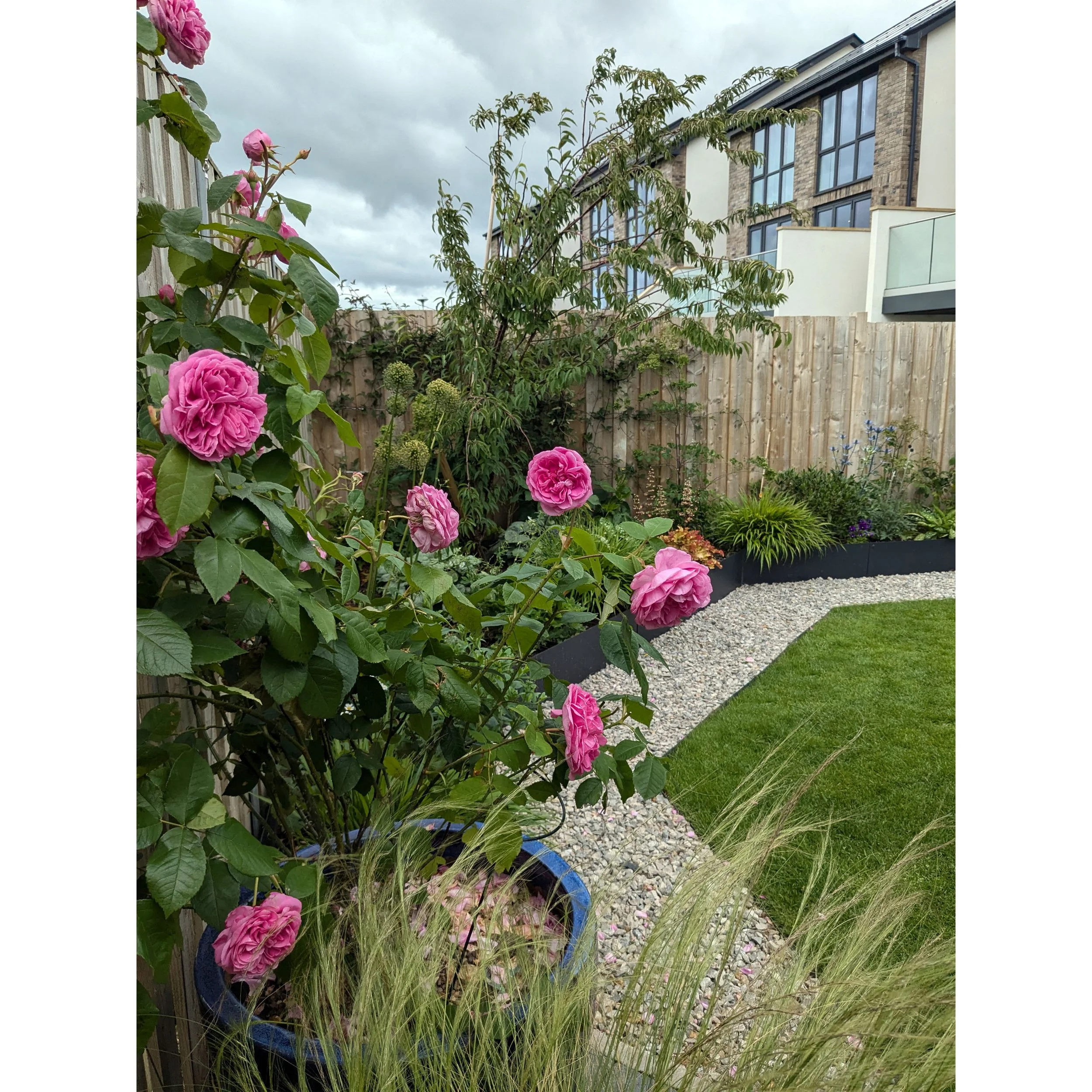 A contemporary back garden with pink roses, various plants, a gravel path, a wooden fence, and modern house with large windows in the background under a cloudy sky.