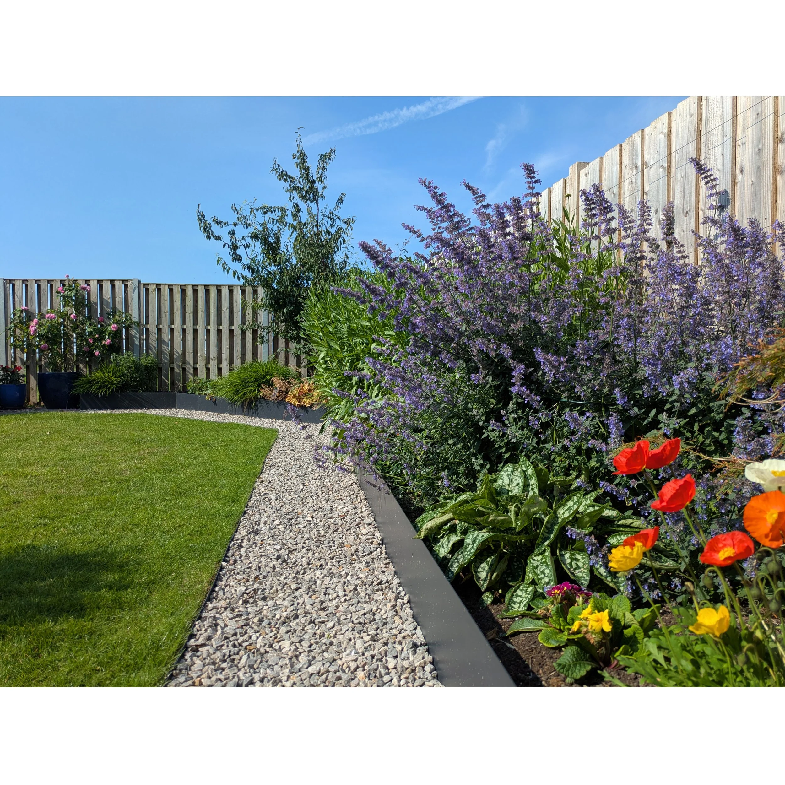 Colourful flowering plants with a multi-stemmed Cherry tree and climbing rose in the background