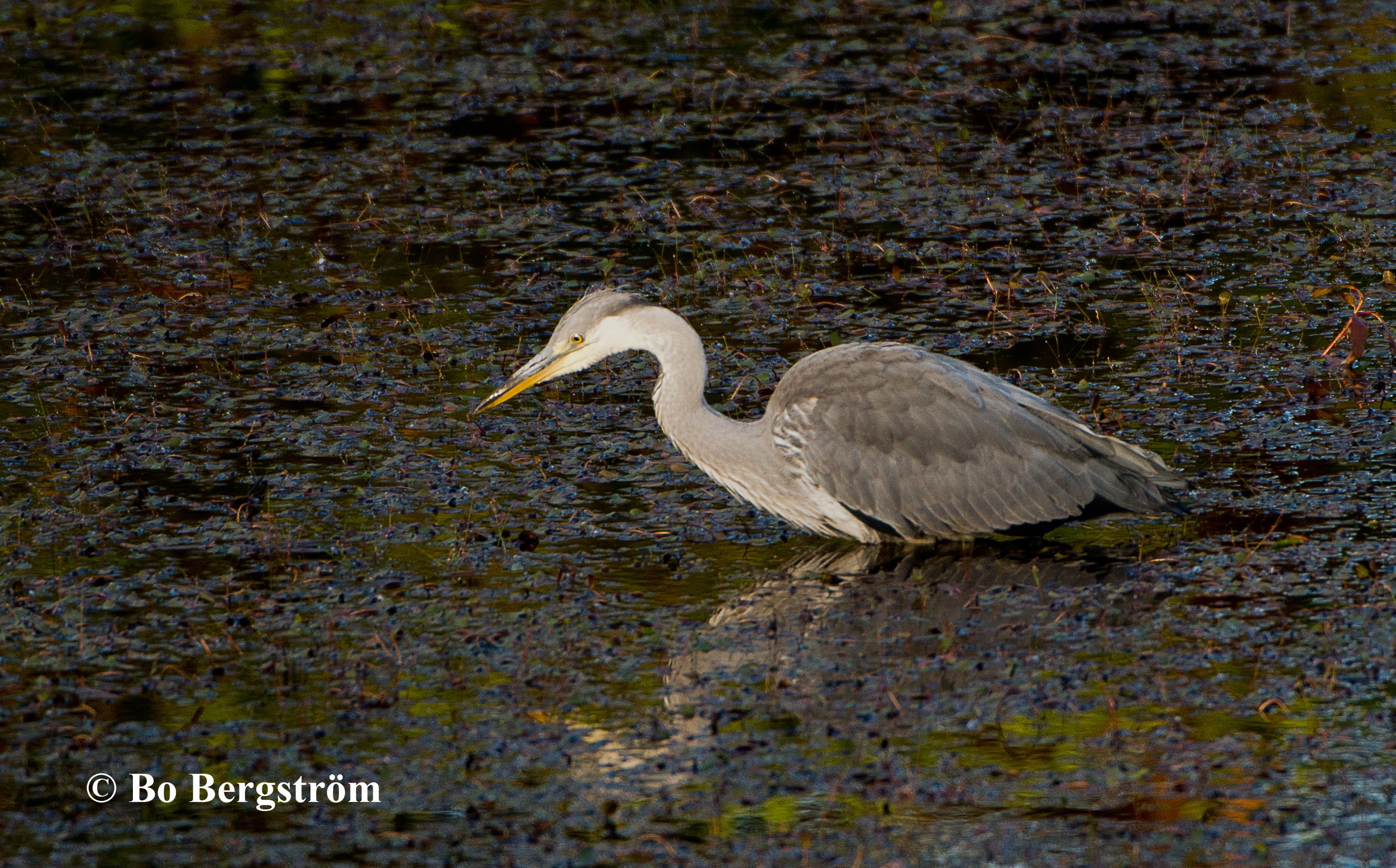 Grey-heron.jpg
