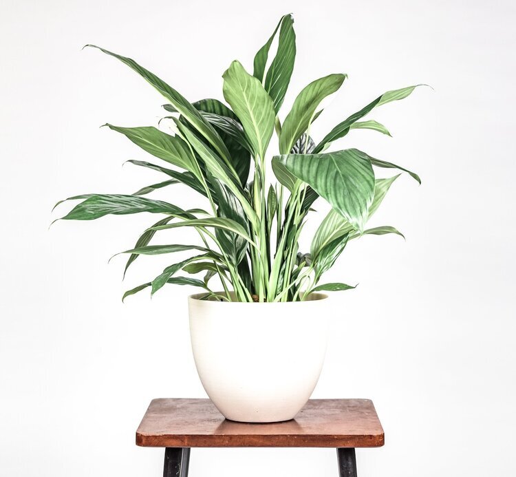 How Indoor Plants Improve Mental Health Top 5 Plants