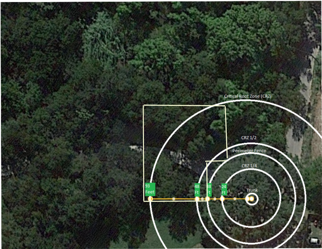 Critical Root Zone Impact of the Senior Center Project