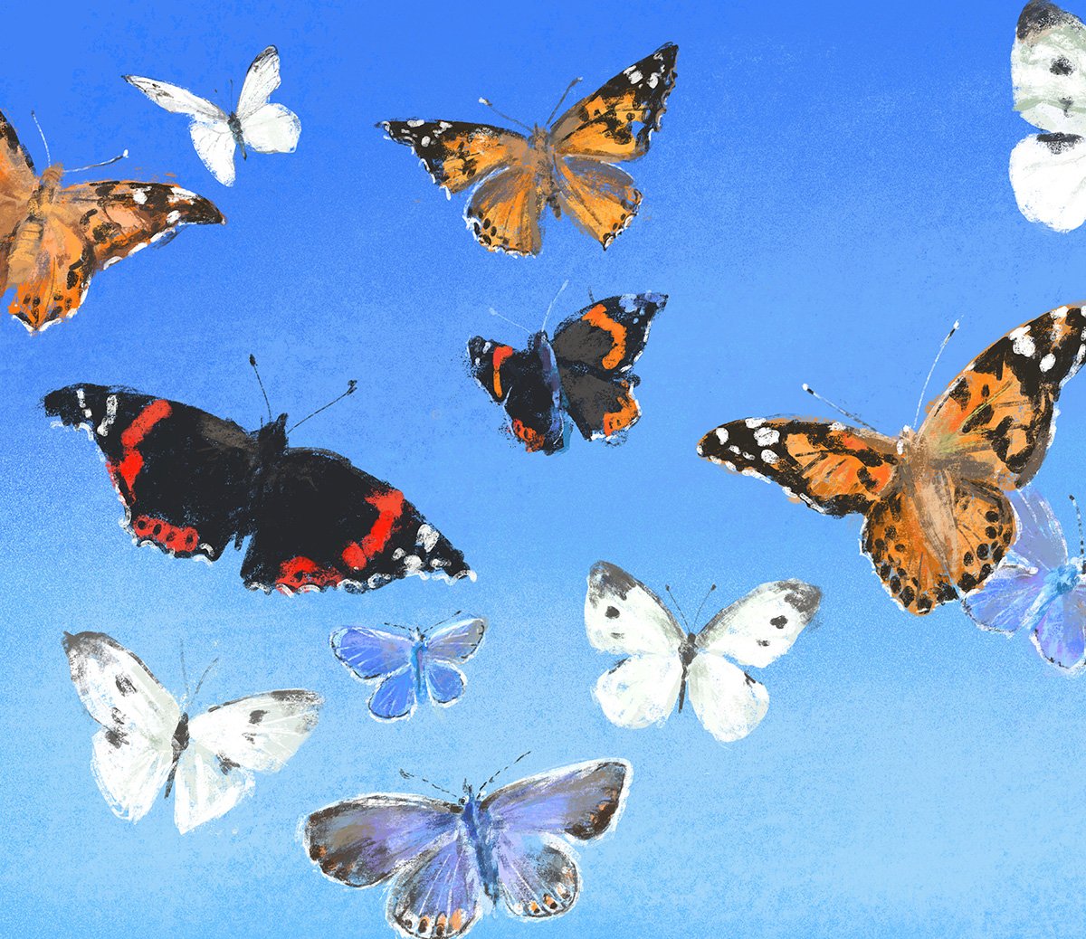 jenny-bloomfield-butterflies-illustration.jpg