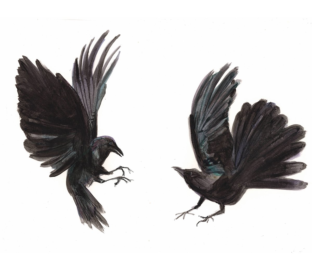 jenny-bloomfield-crows-illustration.jpg