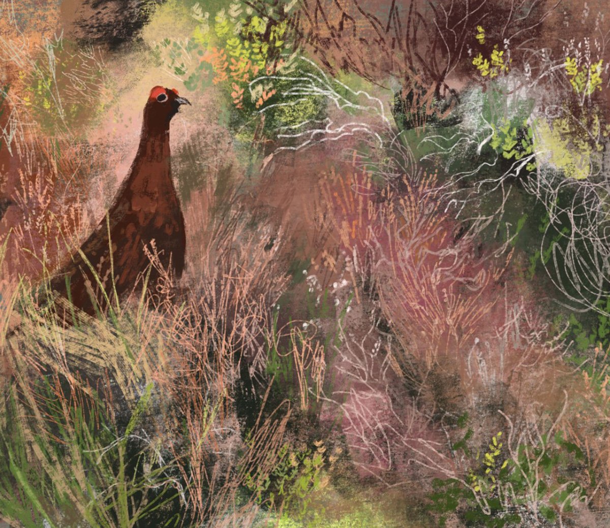 jenny-bloomfield-Ilkley-Grouse-in-grass-illustration.jpg