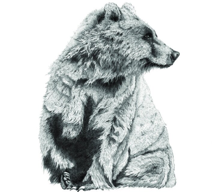 ben-rothery-bear-illustration.jpg