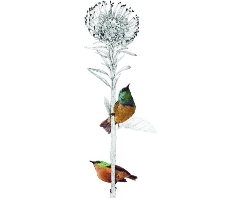 ben-rothery-birds-s-illustration.jpg
