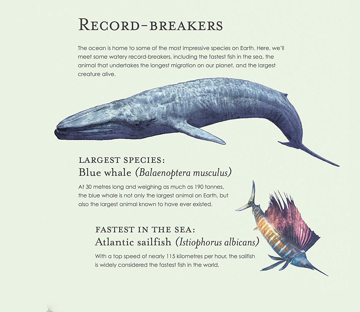ben-rothery-blue-whale-sailsfish-illustration.jpg