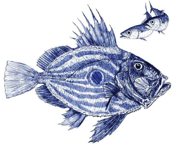 ben-rothery-fish-illustration.jpg