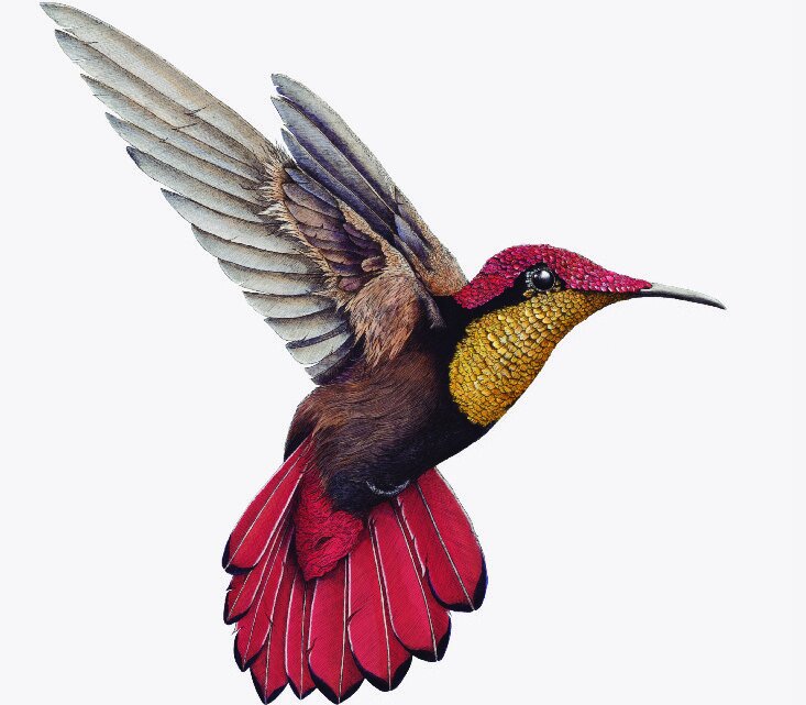 ben-rothery-hummingbird-illustration.jpg