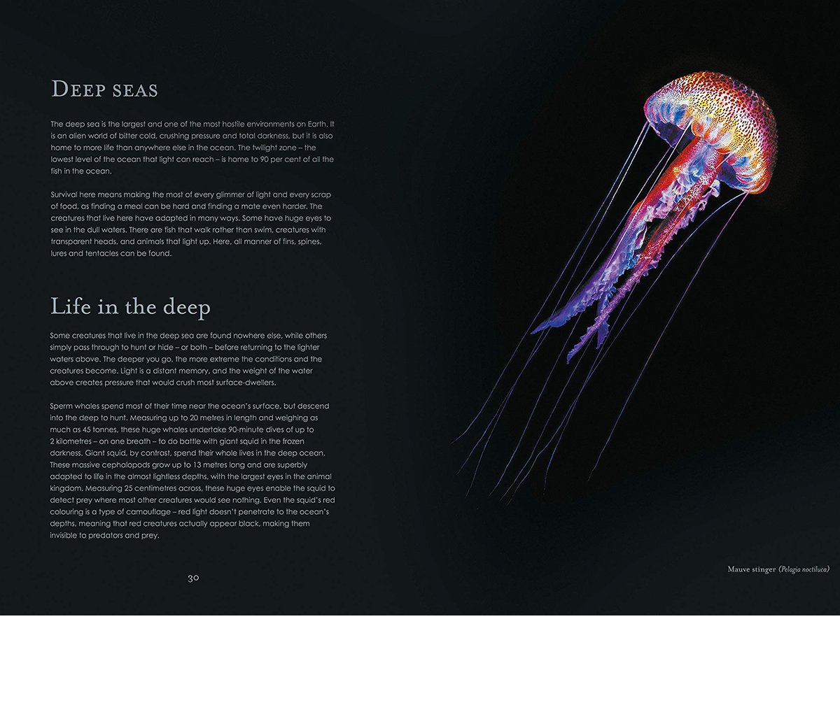 ben-rothery-jellyfish-illustration.jpg