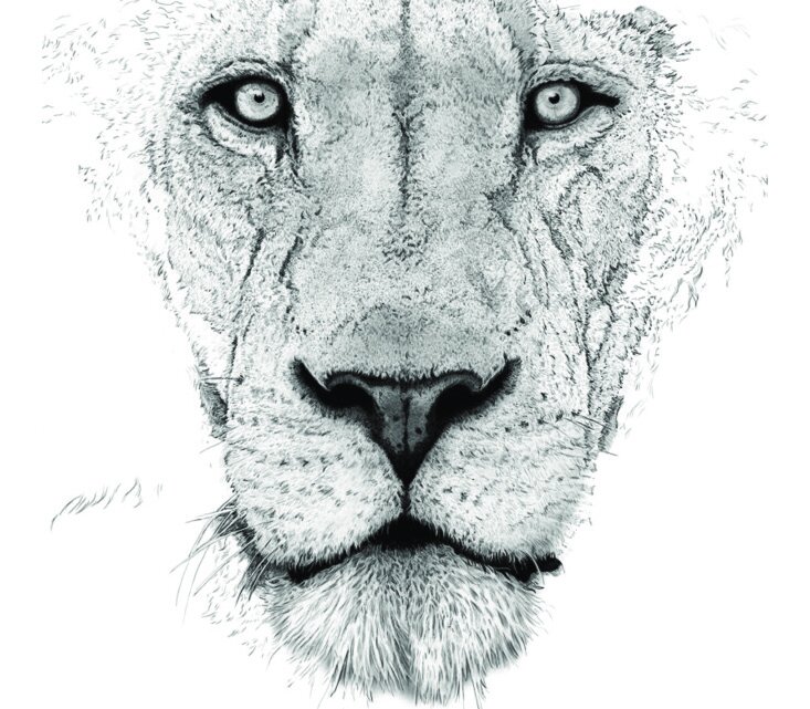 ben-rothery-lion-illustration.jpg