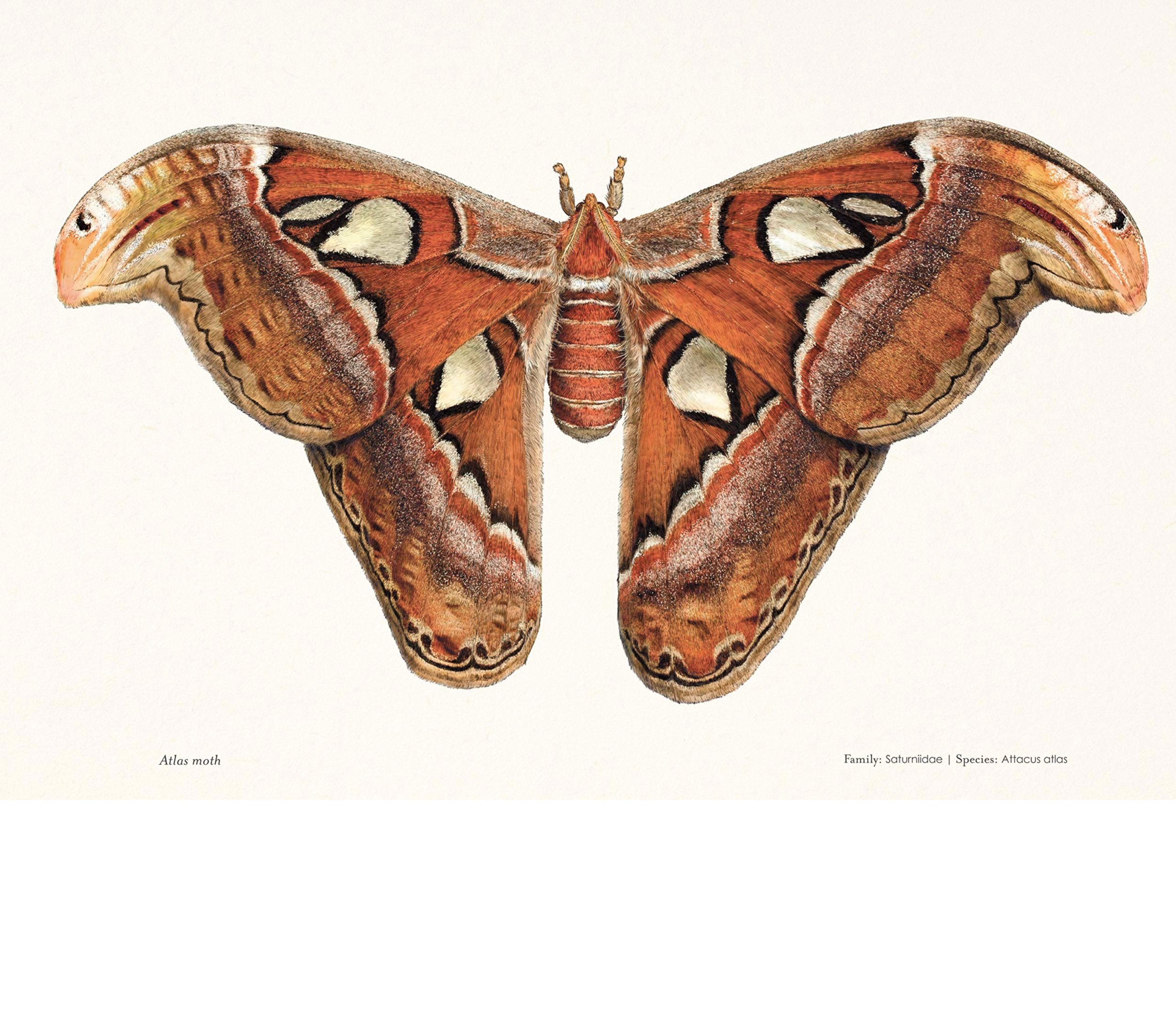 ben-rothery-atlas-moth-illustration.jpg