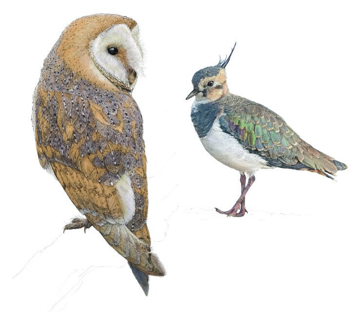 ben-rothery-owl-illustration.jpg