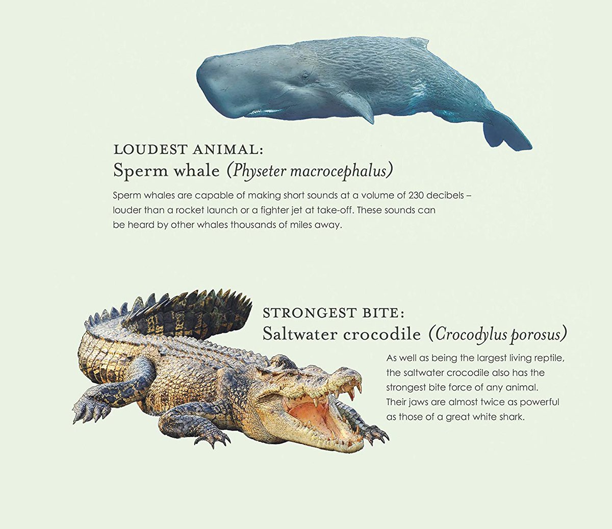 ben-rothery-sperm-whale-crocodile-illustration.jpg