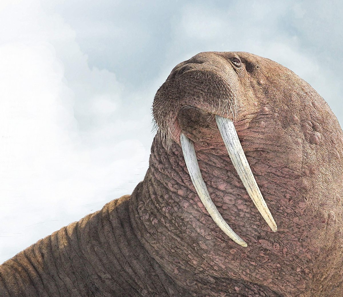 ben-rothery-walrus-illustration.jpg