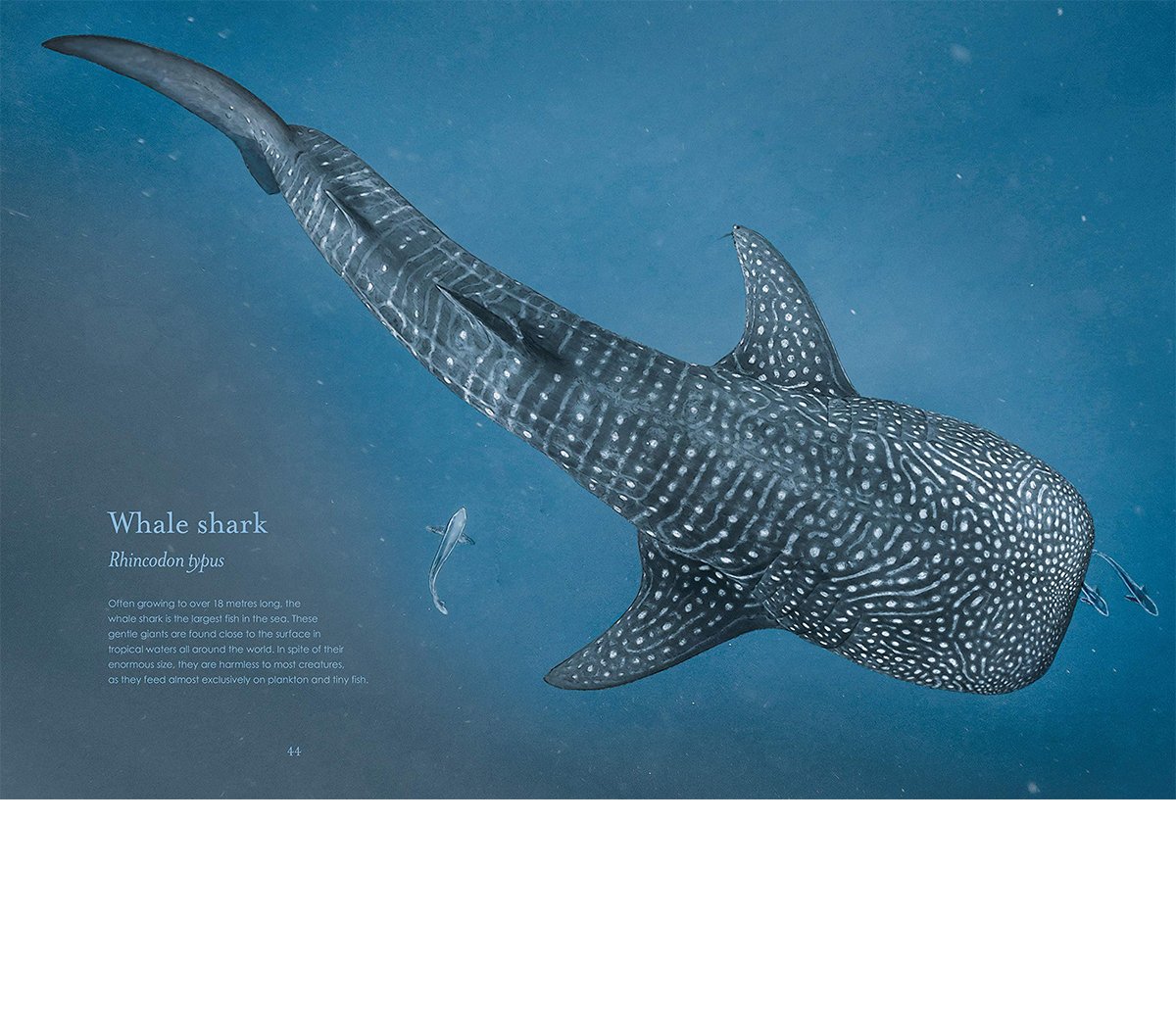 ben-rothery-whale-shark-illustration.jpg
