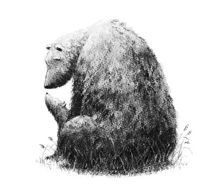 jo-weaver-bears-illustration.jpg