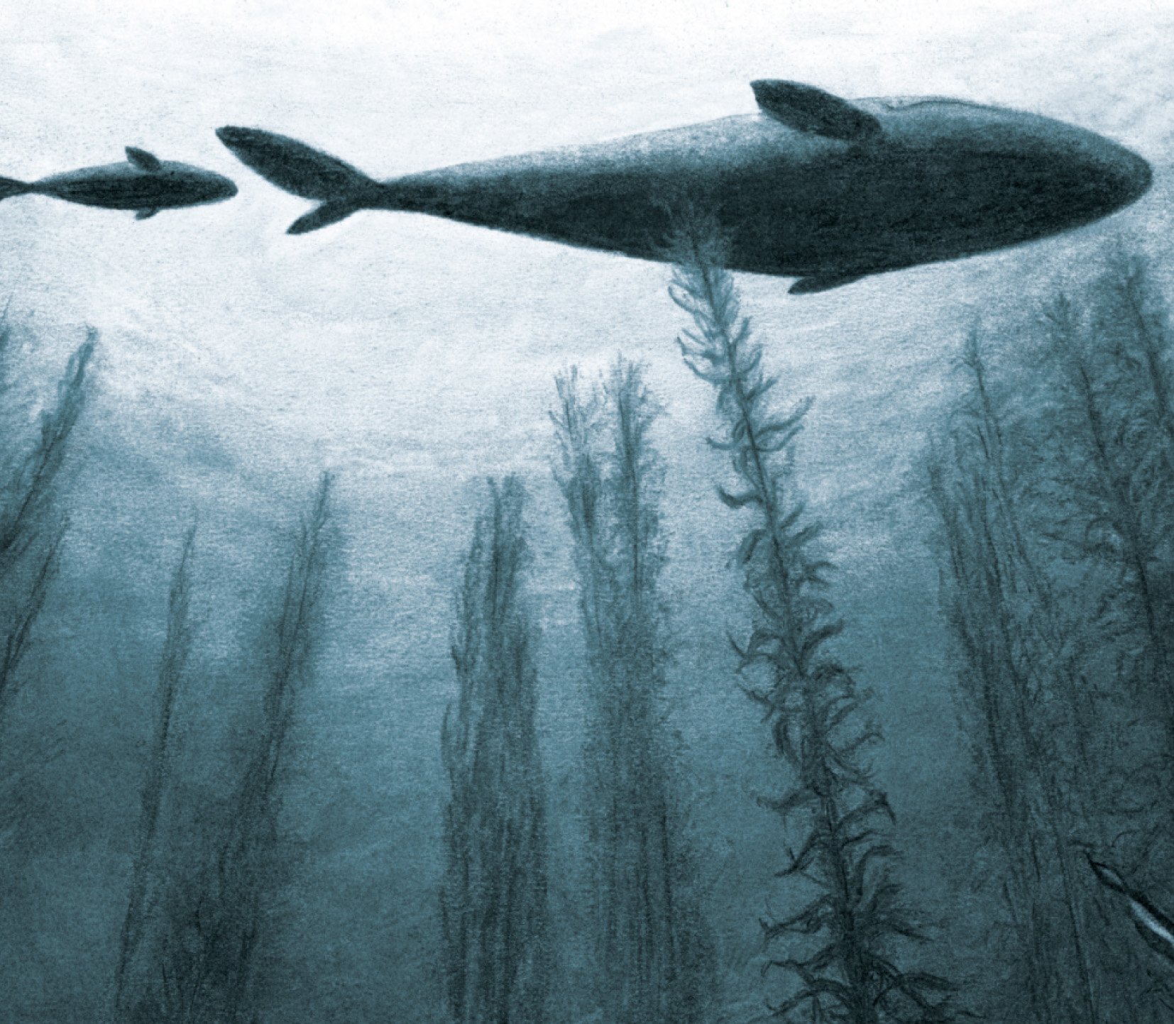 jo-weaver-whales-illustration.jpg