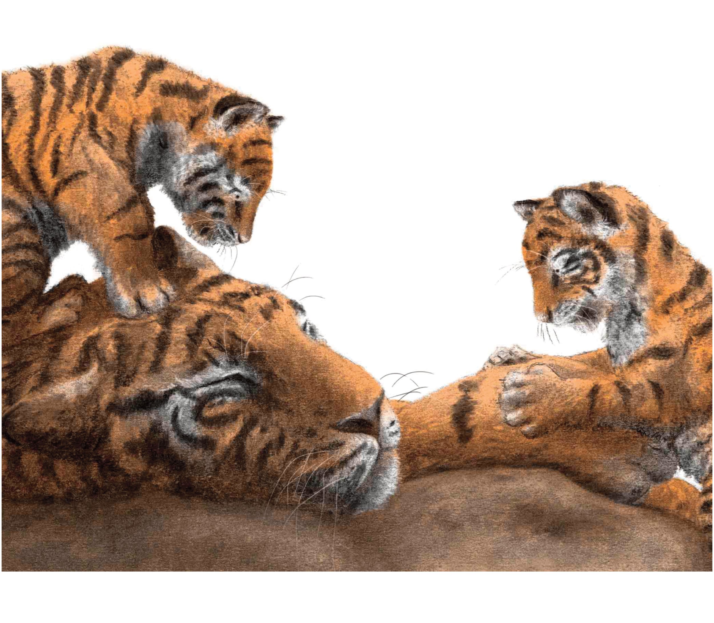 jo-weaver-tigers-illustration.jpg