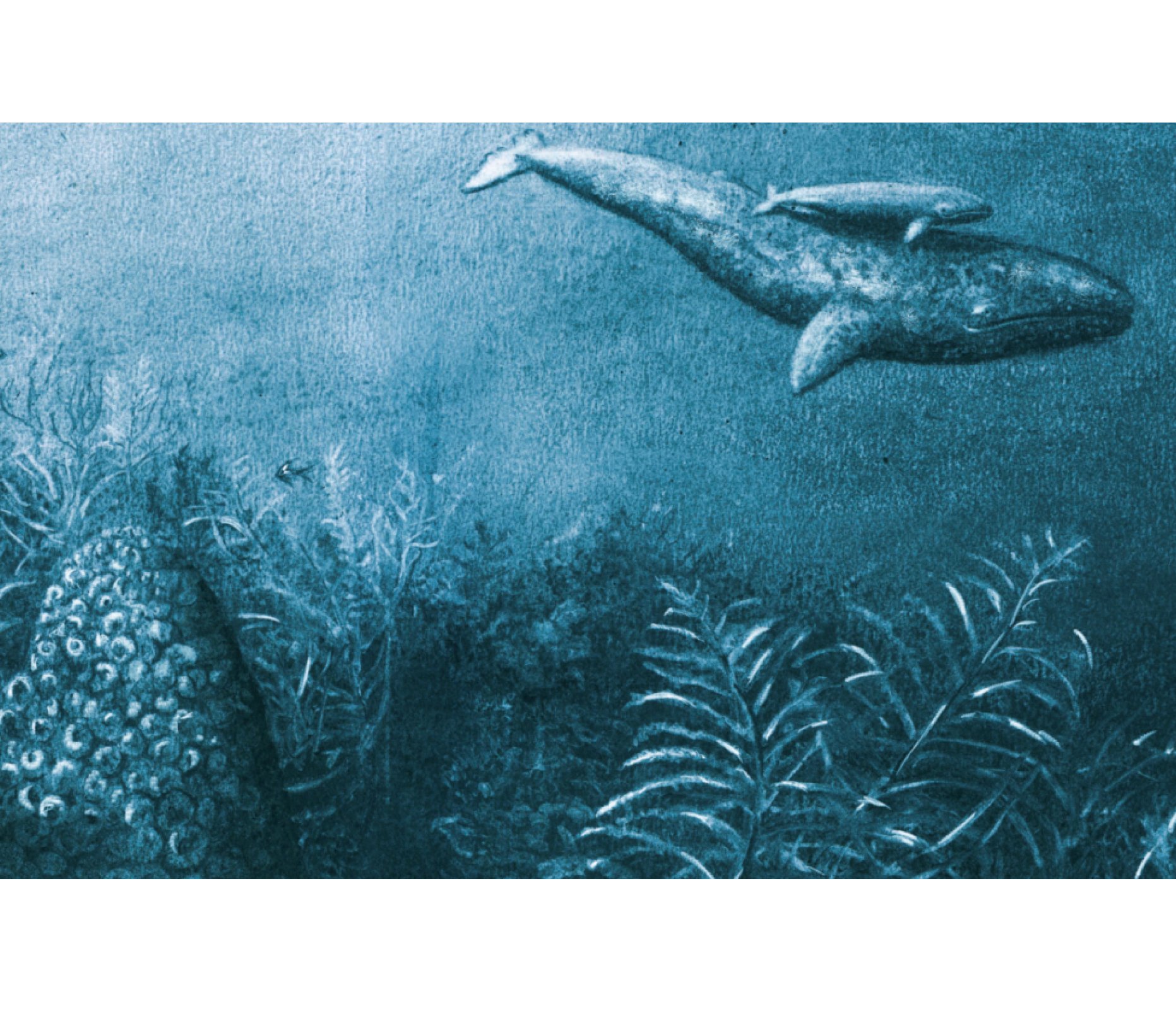 jo-weaver-whales-swimming-illustration.jpg