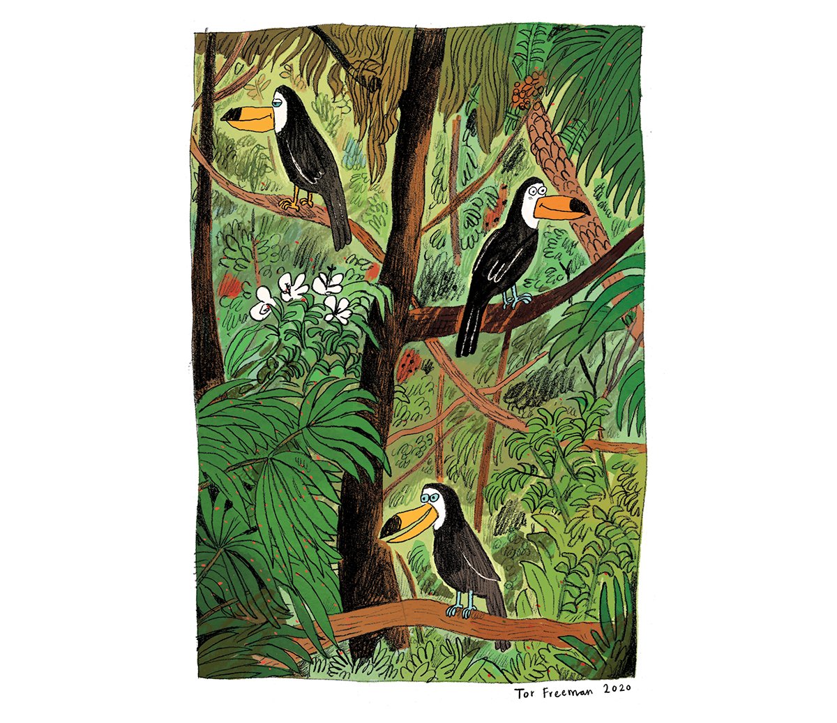 tor-freeman-toucan-tree.jpg
