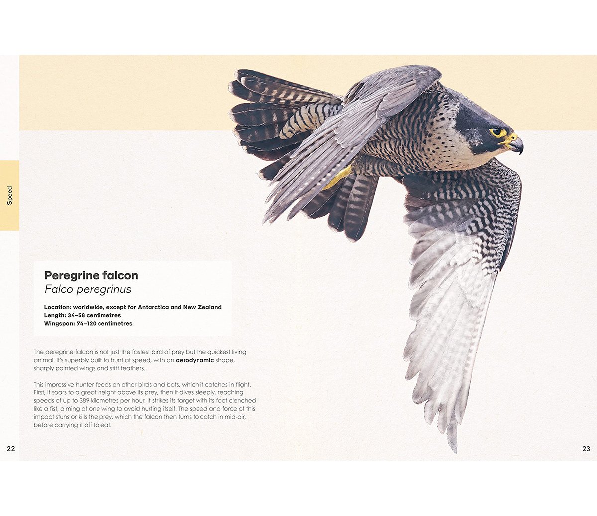 ben-rothery-peregrine-falcon.jpg