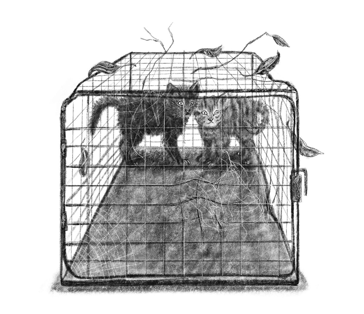 jo-weaver-kittens-in-cage.jpg