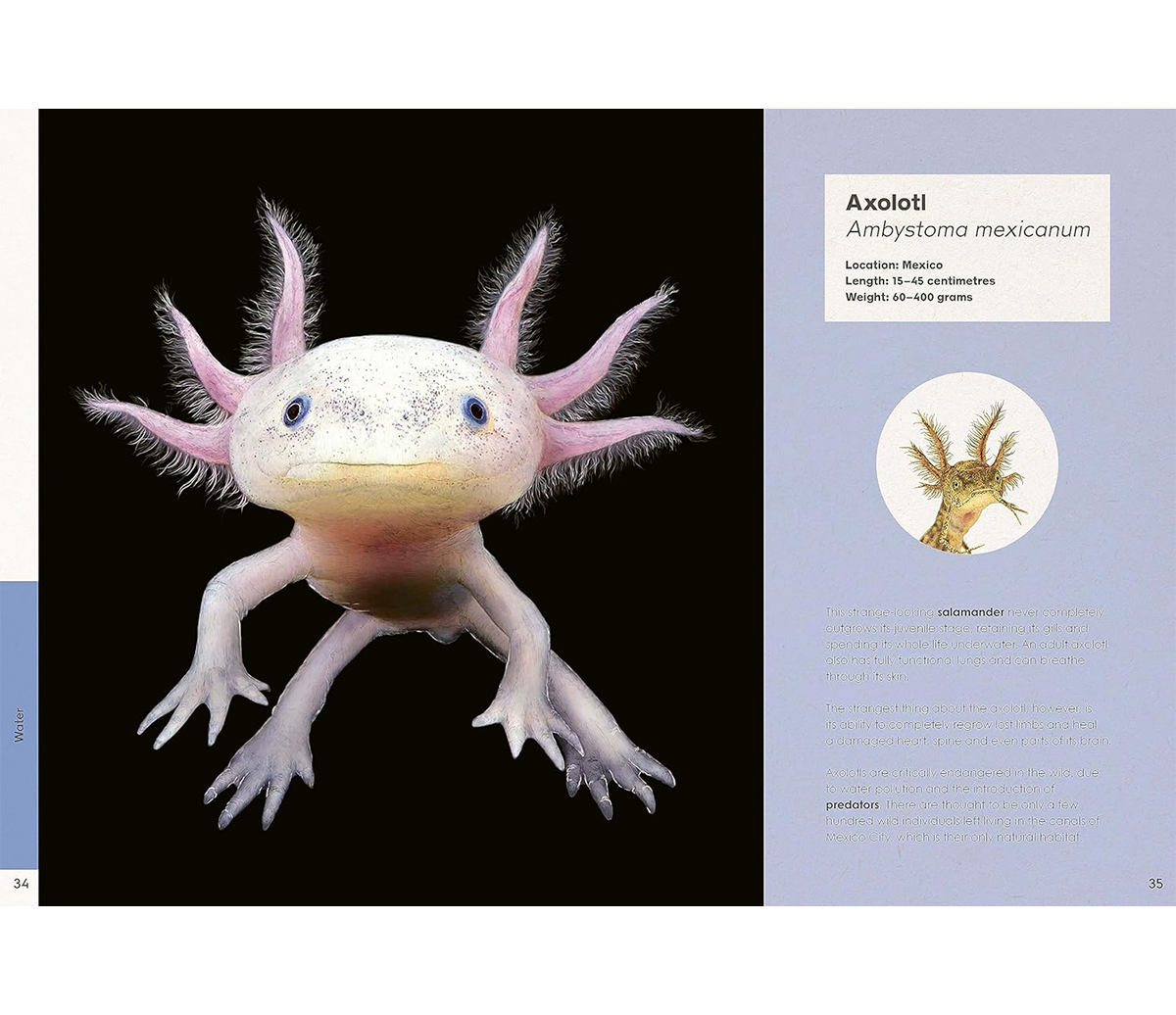 ben-rothery-weird-animals-axolotl.png