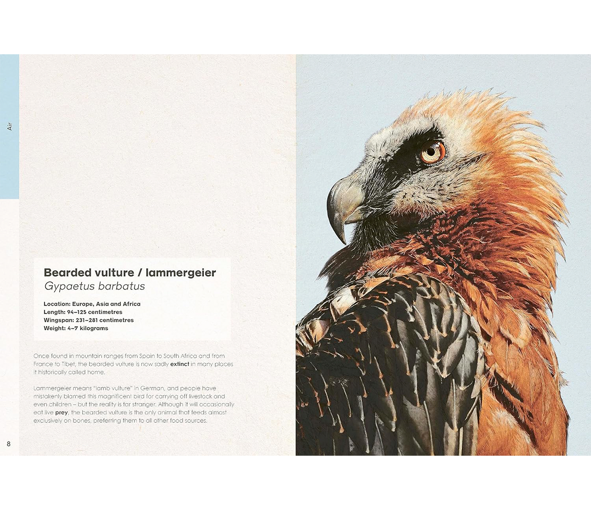 ben-rothery-weird-animals-bearded-vulture.png