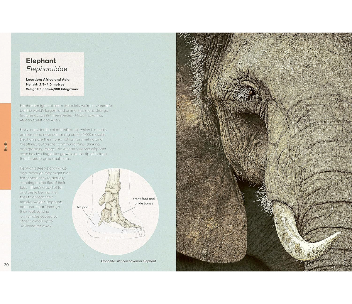 ben-rothery-weird-animals-elephant.png