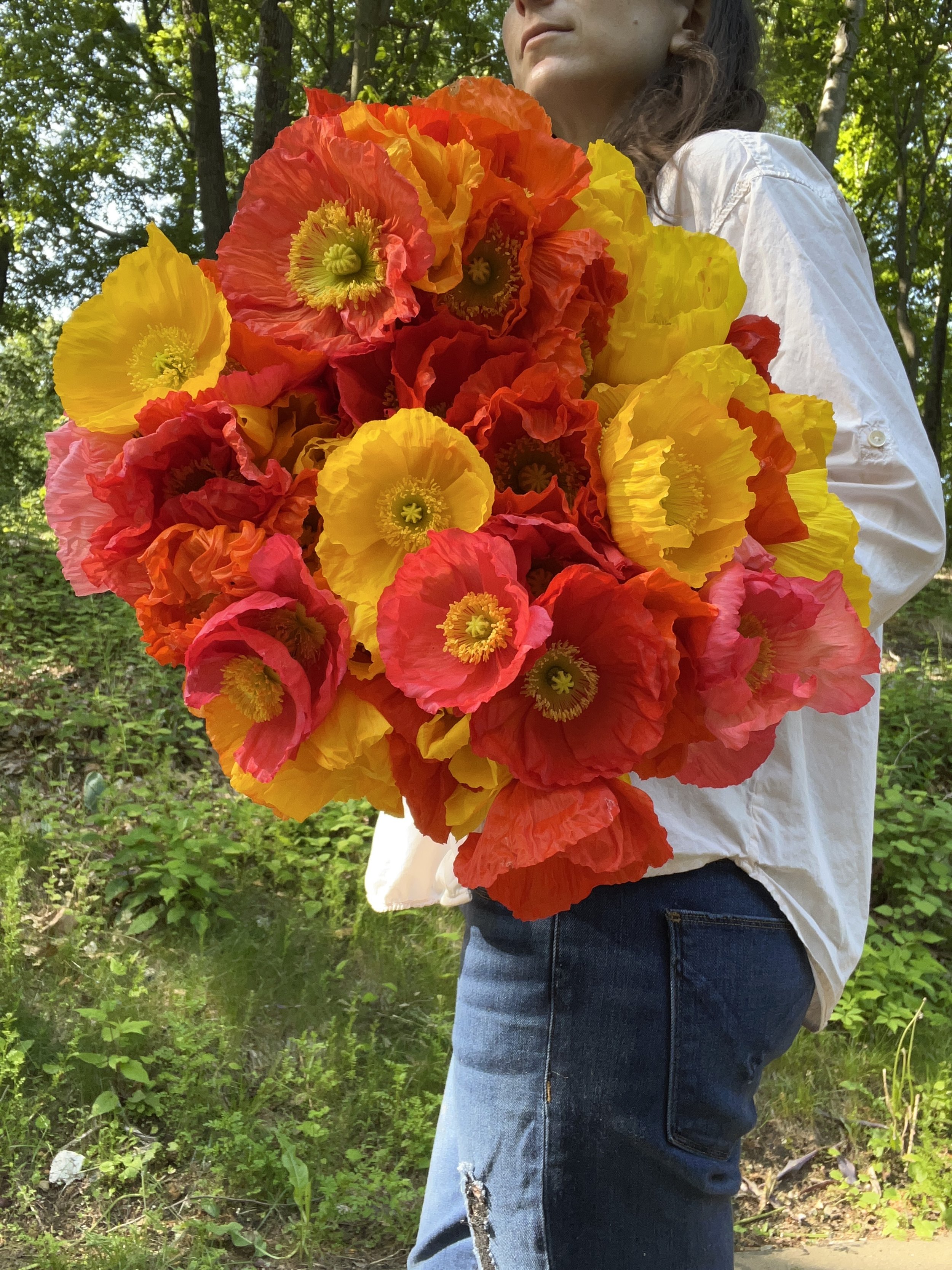 Bouquet of farm fresh poppy flowers red yellow orange
