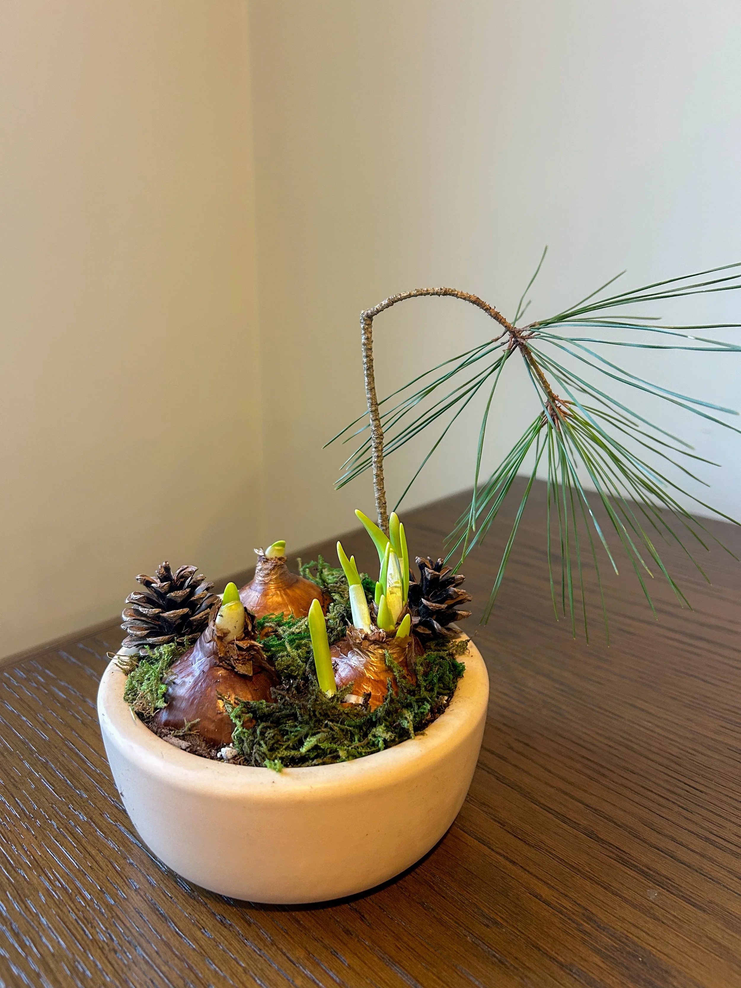 Holiday Paperwhite Garden in Ceramic Keepsake