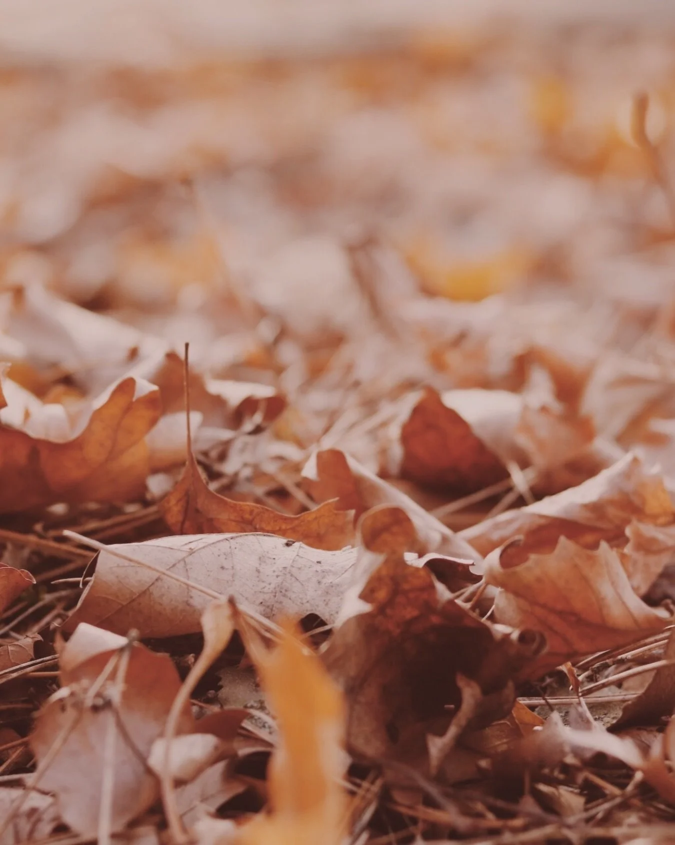 🦃
whatever you&rsquo;re doing today, however you&rsquo;re spending your time, I hope you get a moment to relax and be thankful for the people and things most important to you❤️

xx

#turkeyday #thanksgiving2025 #rhodeswrites