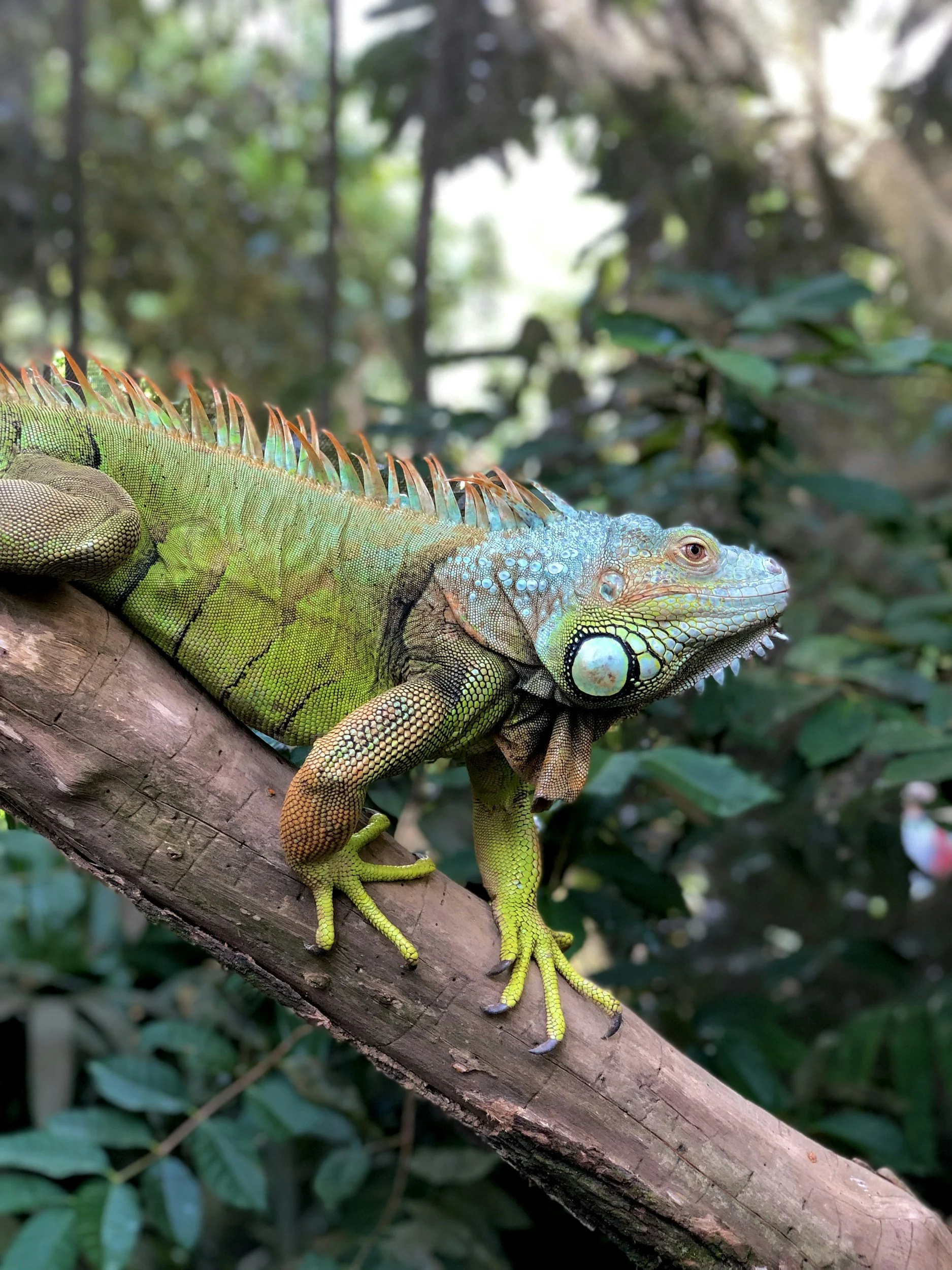 Western Canadian Reptile Expo