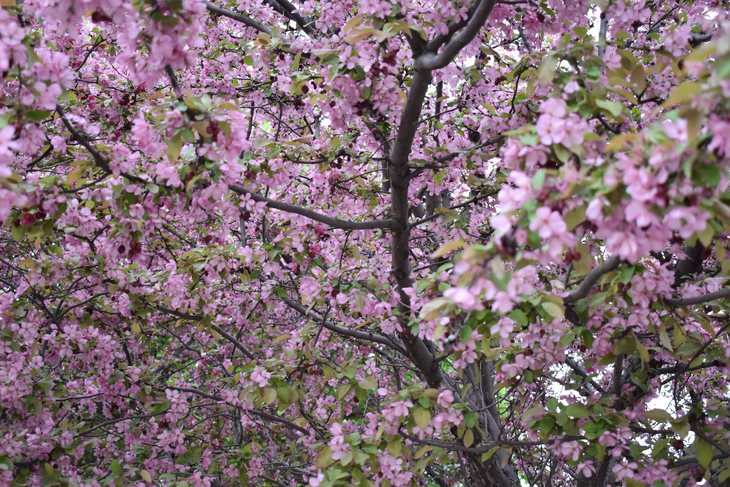 DSC_0745.JPG