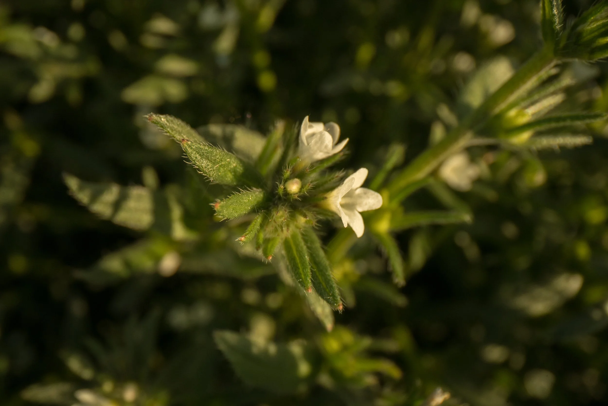 Nature’s Richest Omega-3 Source Offers New Hope in Medical Nutrition