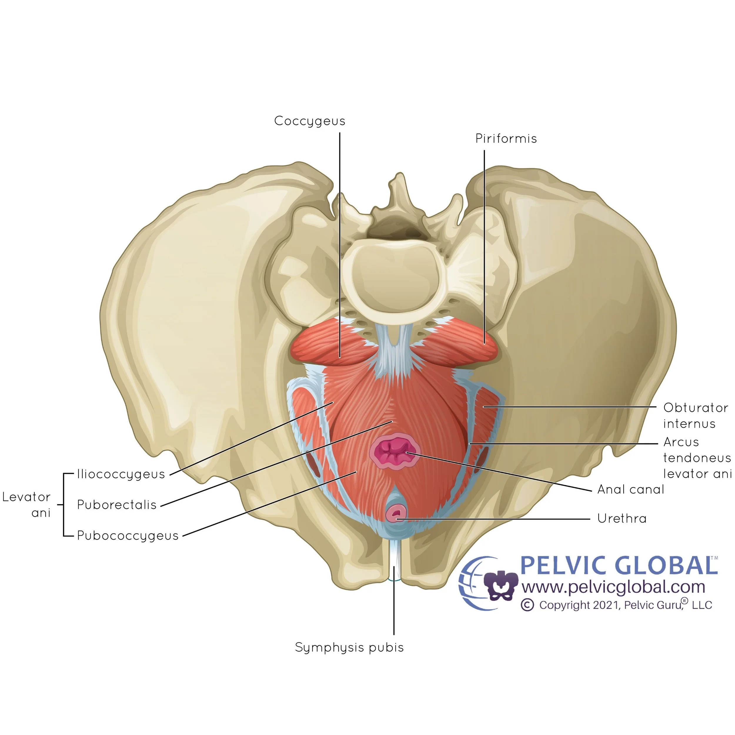 Male Pelvic FLoor with White backround 2.JPEG