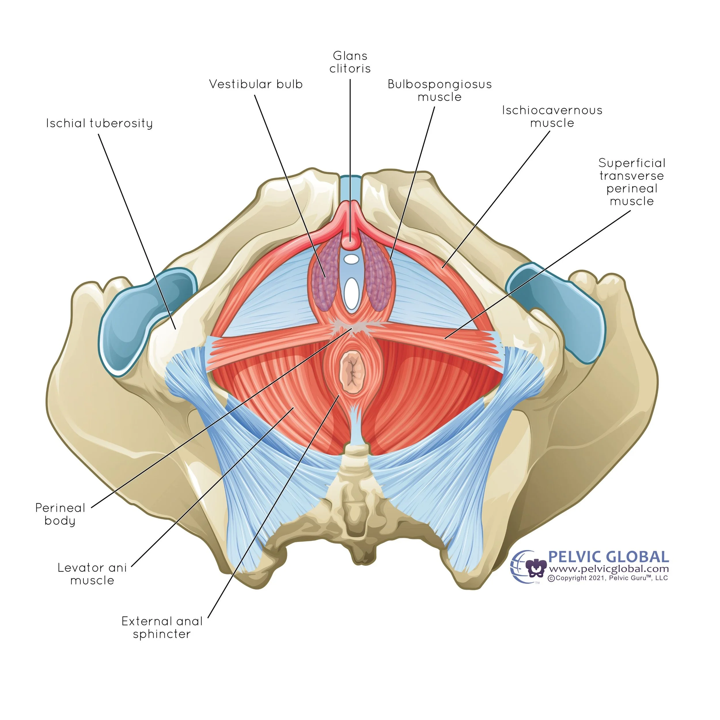 Female Pelvic Floor White background 2.JPEG