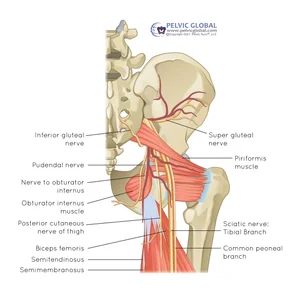 Self Obturator Internus Release: Unlocking Pelvic Relief Through PT
