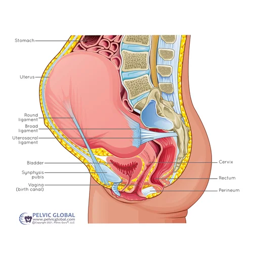 Visual Reference: Understanding Round Ligament Pain During Pregnancy