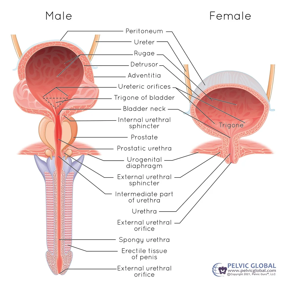 Difficulty Starting or Stopping Urination? Pelvic PT Can Help