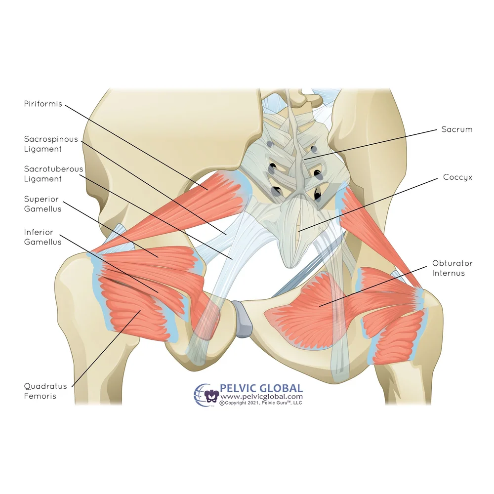 Self Obturator Internus Release: Unlocking Pelvic Relief Through PT