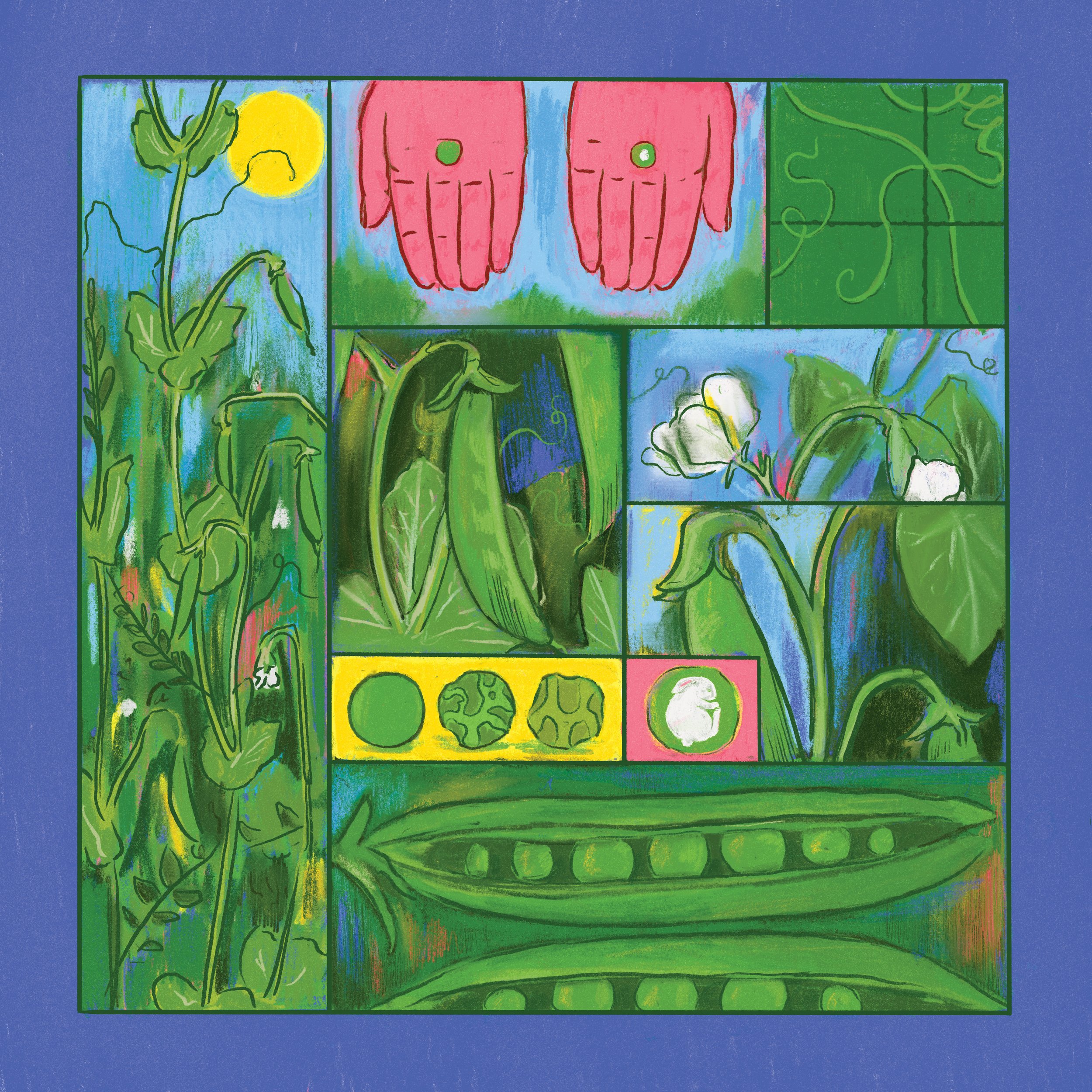 Illustration for Hudson Valley Seed Co