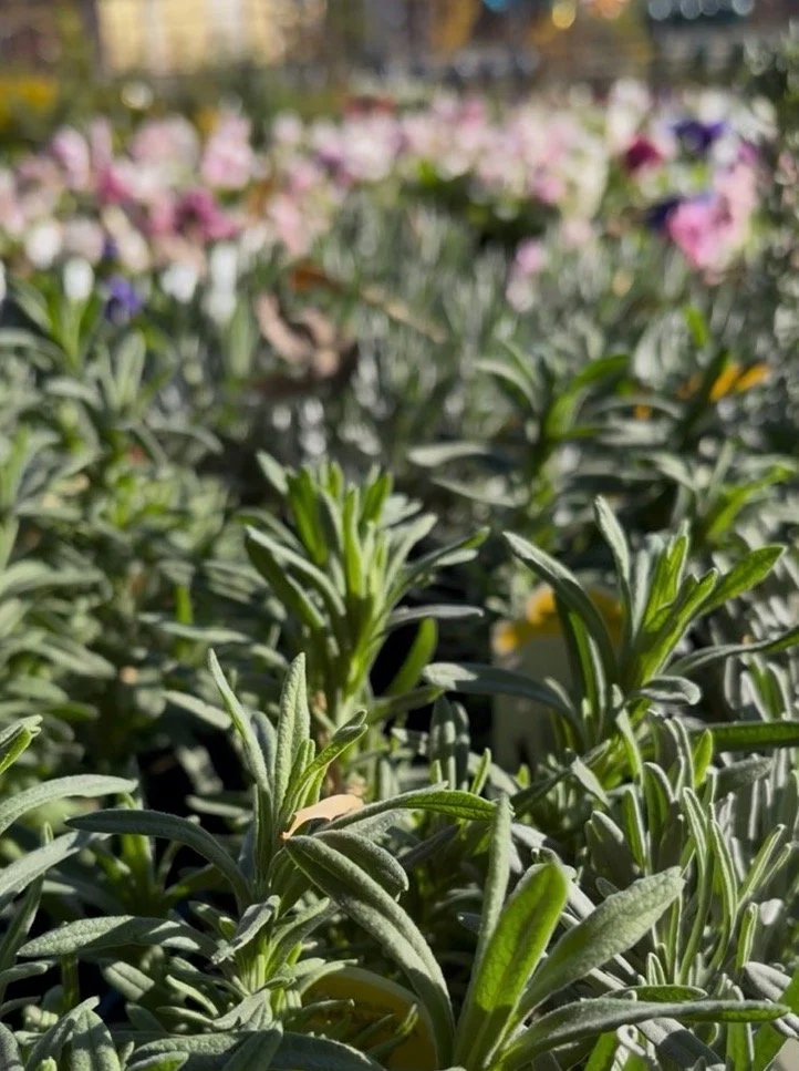 Growing and Using Herbs