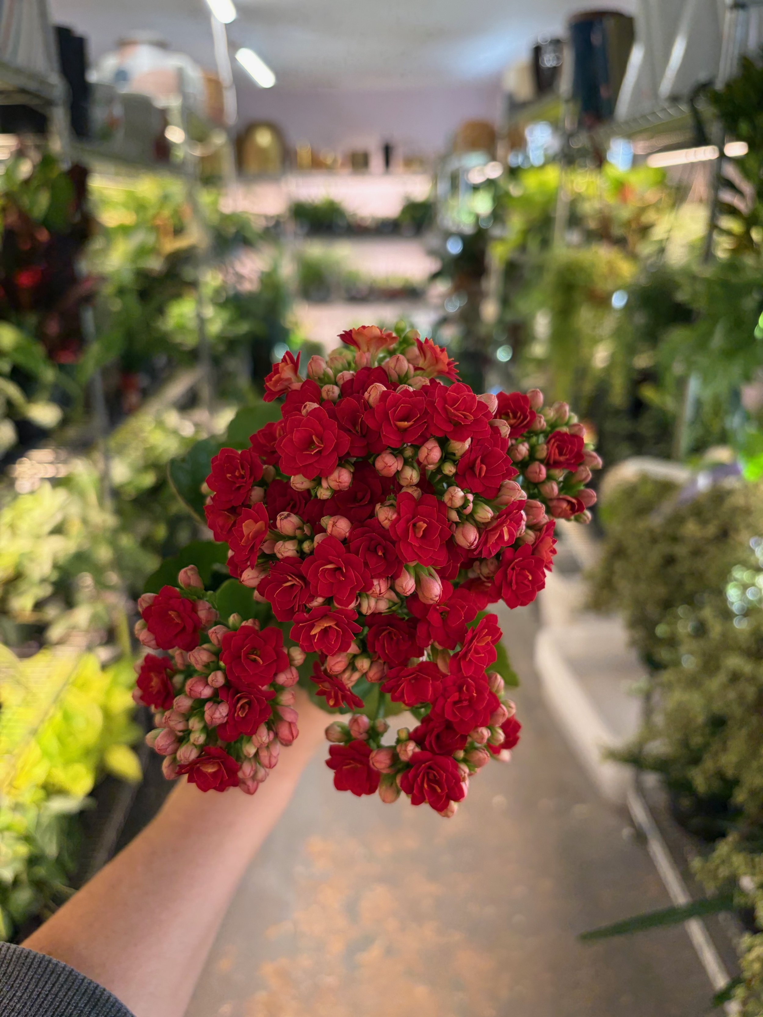 November Plant of the Month: Calandiva