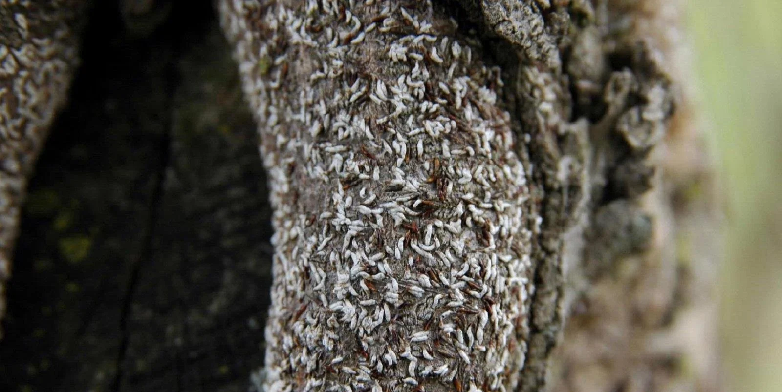 Japanese Maple Scale Insects
