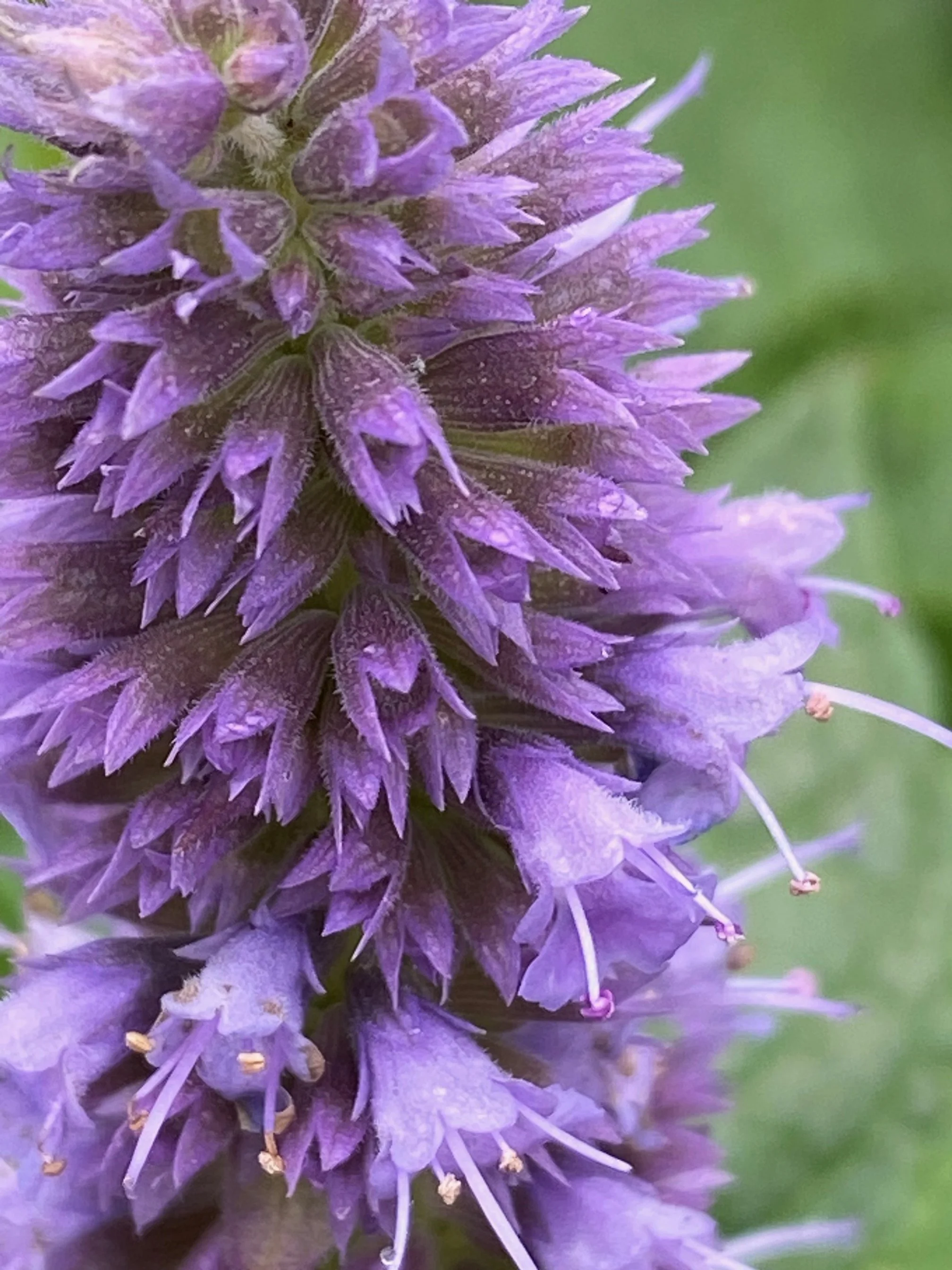 Brew the Garden: Herbal Teas from Your Favorite Perennials