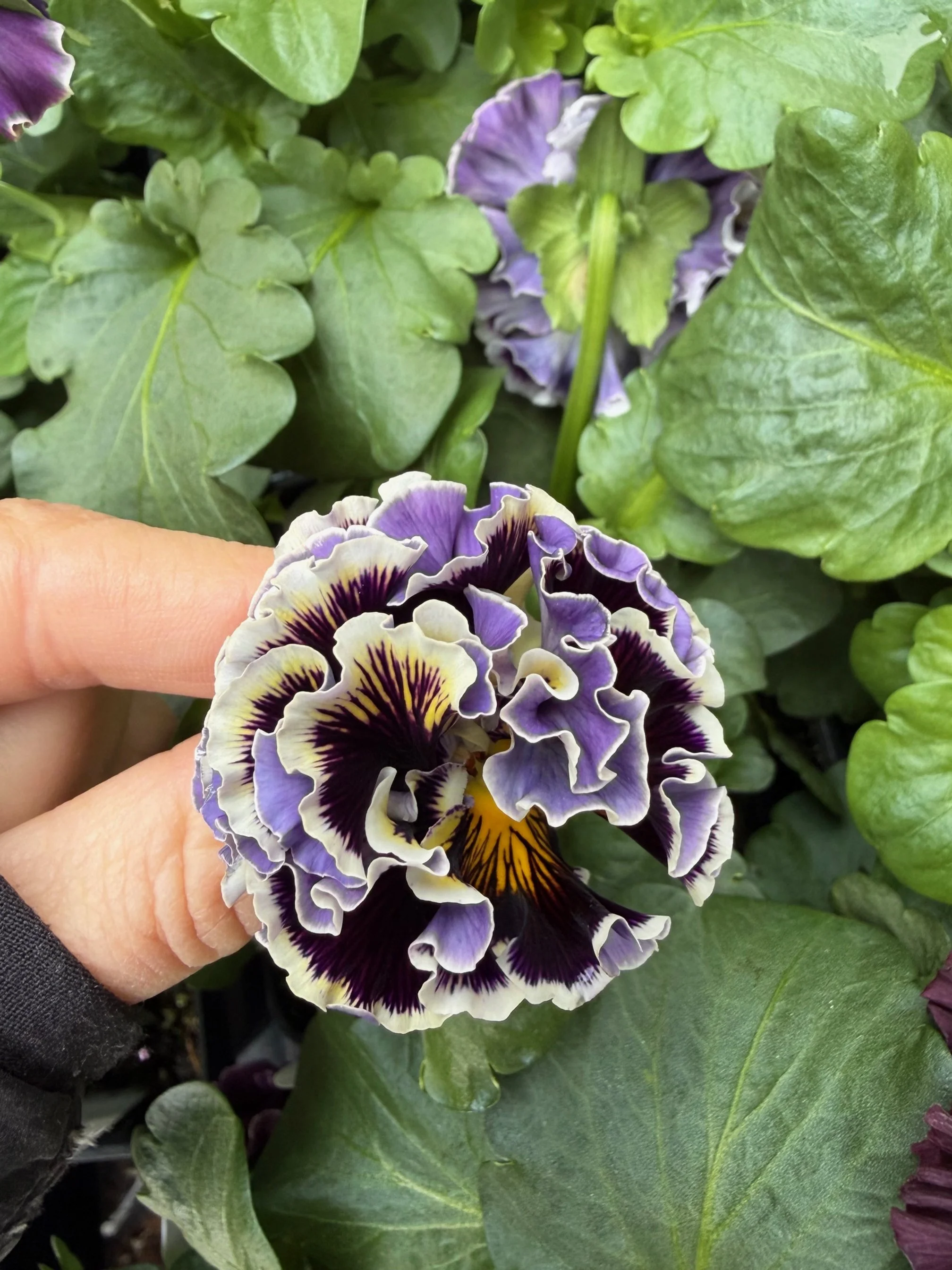 December Plant of the Month: Fancy Pansy