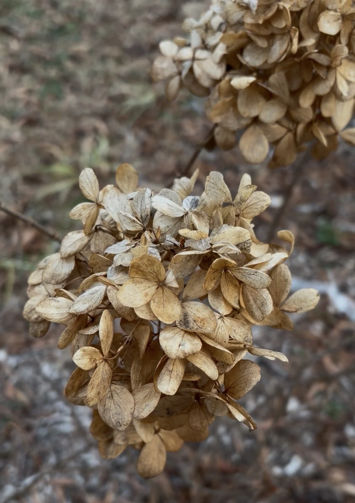 Propagating Hardwoods in Winter