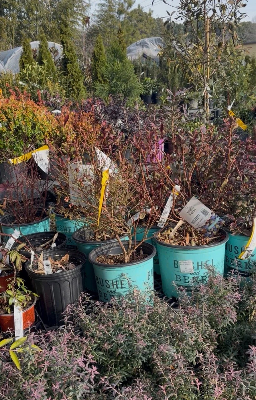 Gardening for Winter Biodiversity